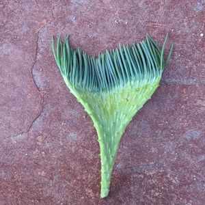 Mermaid Tail Succulent (Crested Senecio vitalis) Cutting